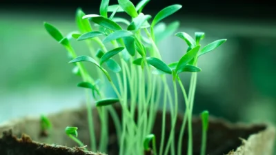 Beginner gardening roadmap showing essential steps from soil preparation to planting vegetables and flowers