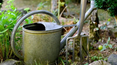 Beginner watering a young tomato plant in a sunny garden with a green watering can.