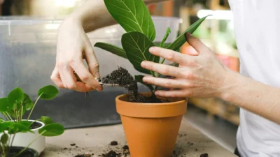 Gardener amending clay soil with compost and sand to improve drainage and texture for planting.