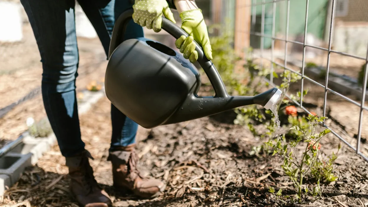 Gardener using a watering can to water tomato plants in a raised garden bed.