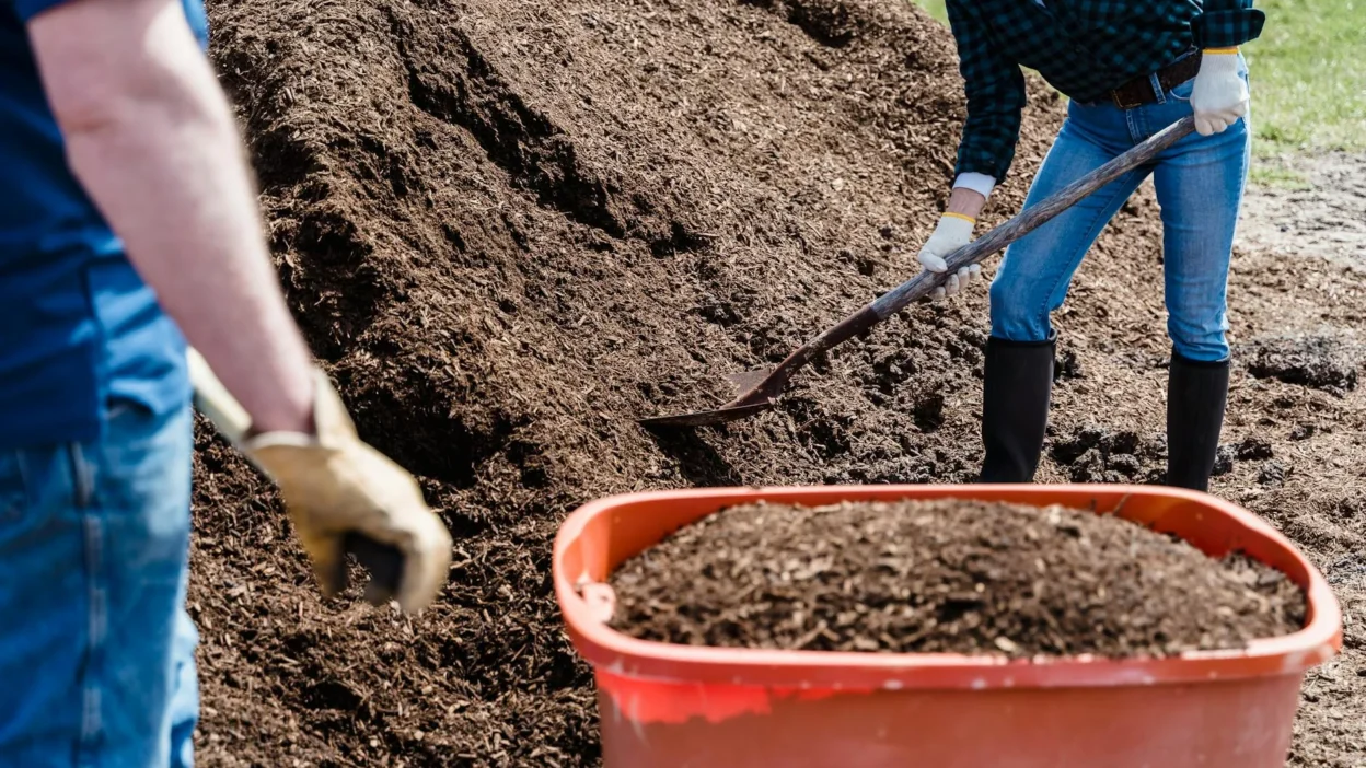 Beginner gardener testing soil texture by forming a moist ball to diagnose clay, sandy, or loamy soil type.
