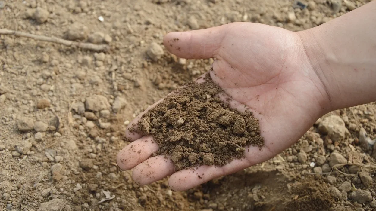 Gardener's hands holding compost and fertilizer side by side for a beginner vegetable garden.