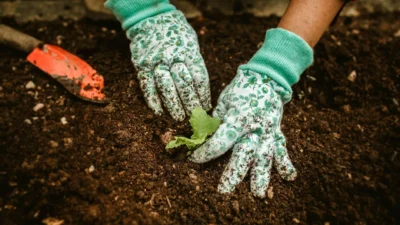 Essential gardening tools for beginners laid out on grass: trowel, pruners, gloves, and watering can.