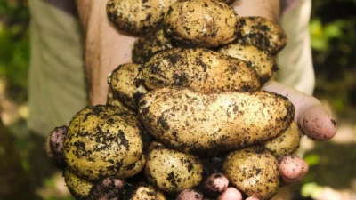 A gardener's hands holding rich, dark, crumbly soil with visible compost and a small seedling.