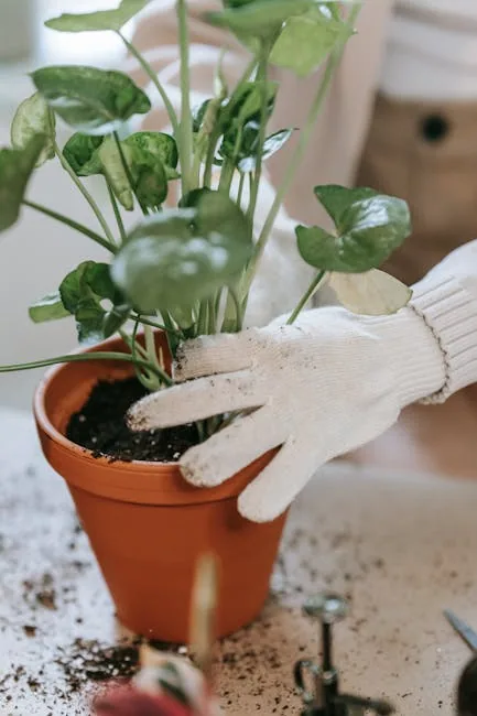 A Gardener's Hands Crumbling Dark Healthy Soil.