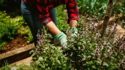 Essential gardening tools including gloves, pruners, a trowel, and a watering can arranged on soil.