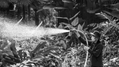 A beginner gardener watering vegetables in a raised garden bed with a hose during summer.