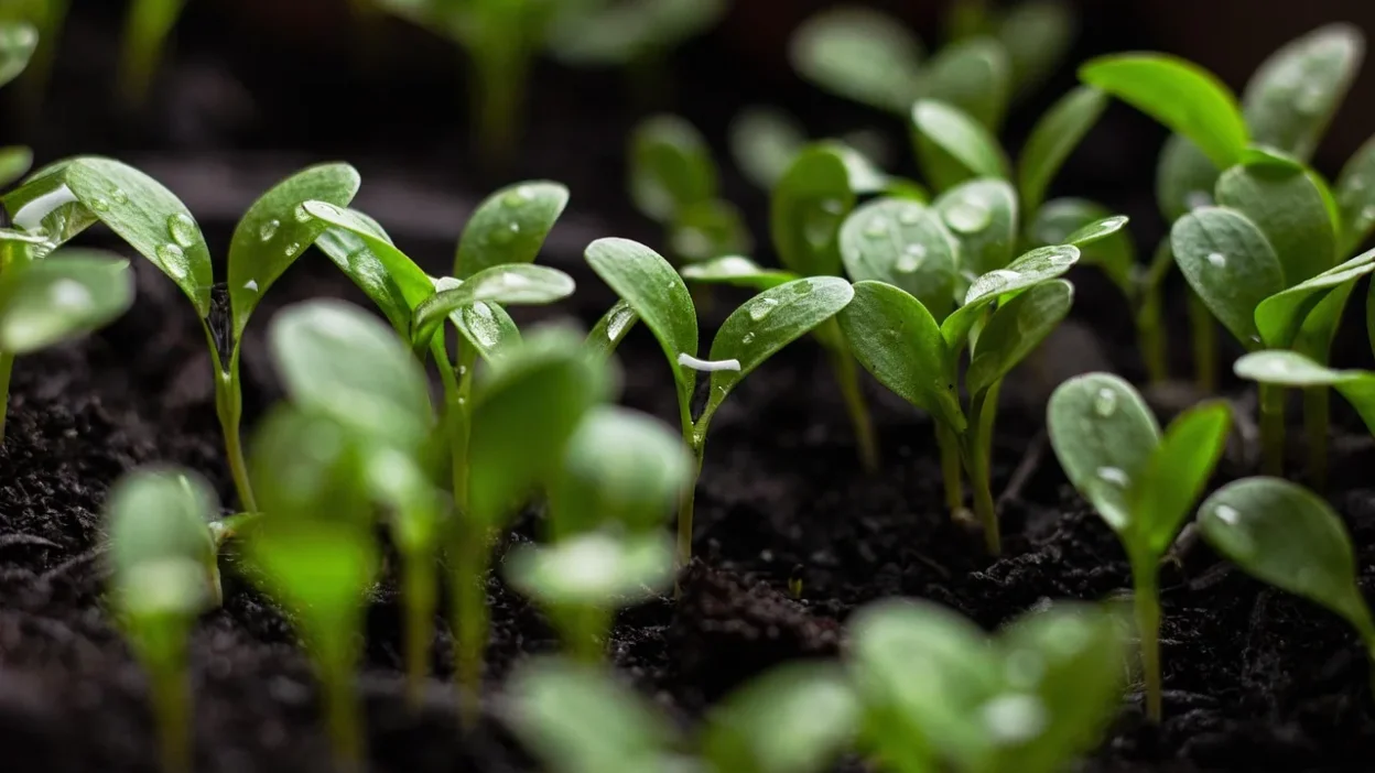 Leggy tomato seedlings with long, thin stems leaning over in a seed tray, showing insufficient light.