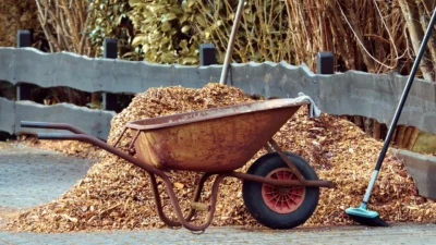 A gardener applying a thick layer of dark brown wood chip mulch around the base of healthy shrubs.