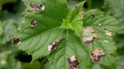 Visual checklist comparing leaf damage from pests, disease, and water stress for easy plant diagnosis.