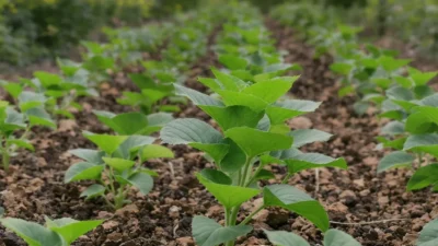 Overcrowded tomato plants with yellowing leaves due to insufficient spacing in a garden bed.