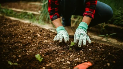 Proper plant spacing diagram showing correct distances between vegetable seedlings in a raised garden bed.