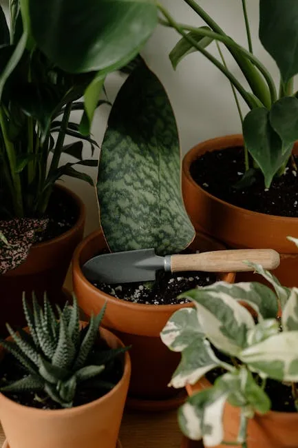 Snake Plant And Pothos Plants In Pots For Beginner Gardeners