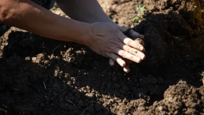 Illustrated guide showing correct planting depth for seeds versus seedlings in soil.
