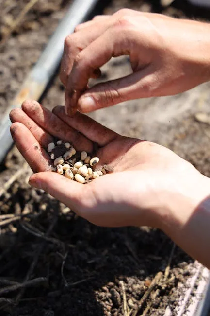 Gardener's Hands Holding A Small Seedling Grown From Deep Plant