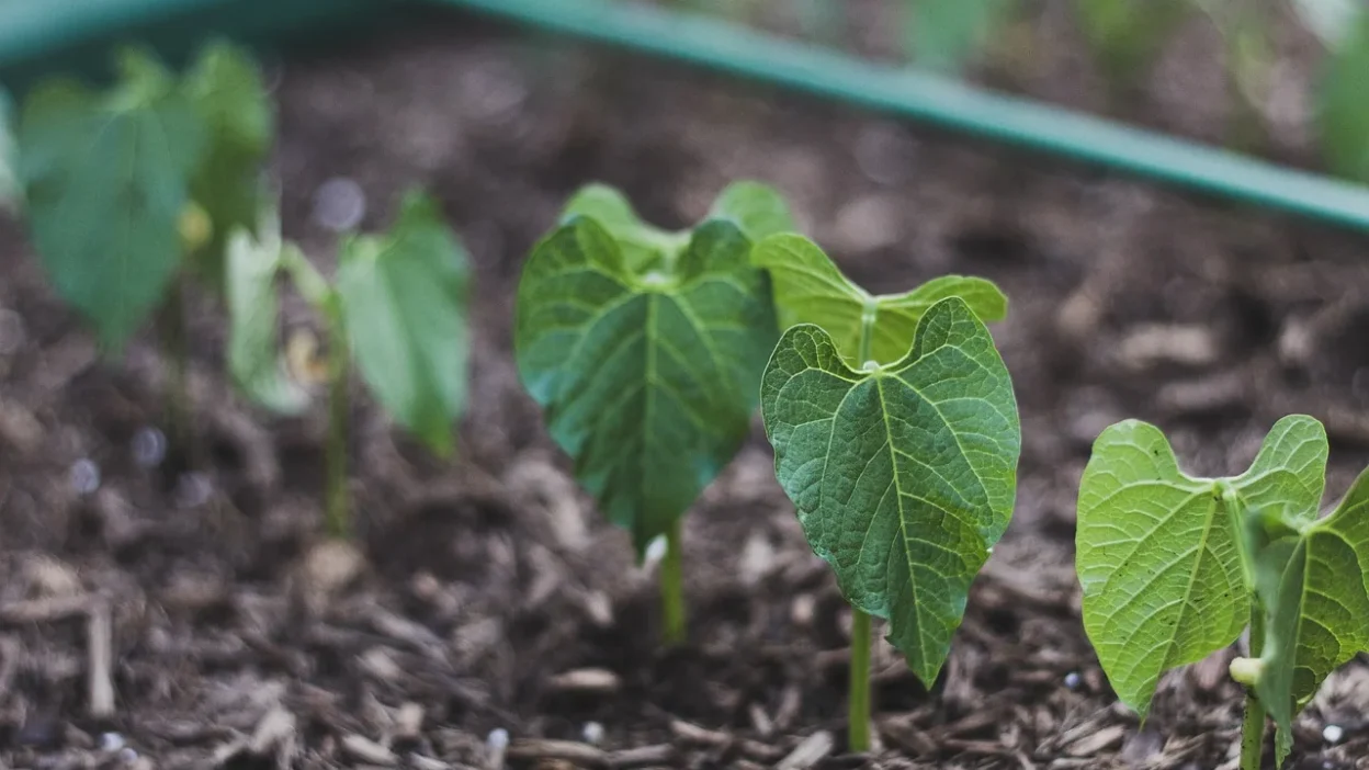 Gardener comparing fresh compost and bagged soil mix for raised vegetable garden beds