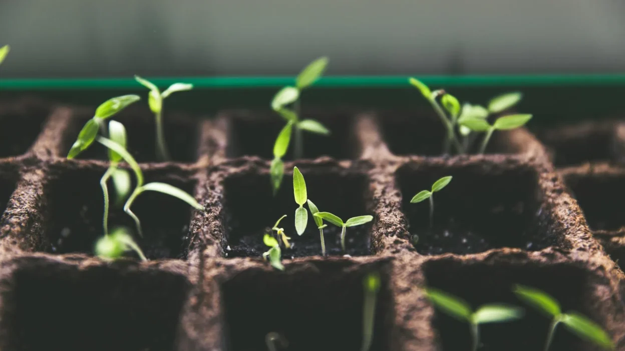 First-time gardener using seed trays and grow lights for indoor seed starting