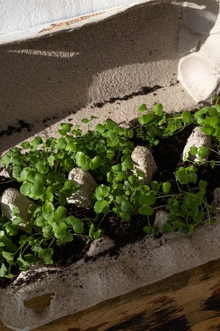 Happy Beginner Gardener Holds A Tray Of Young Tomato Seedlings.