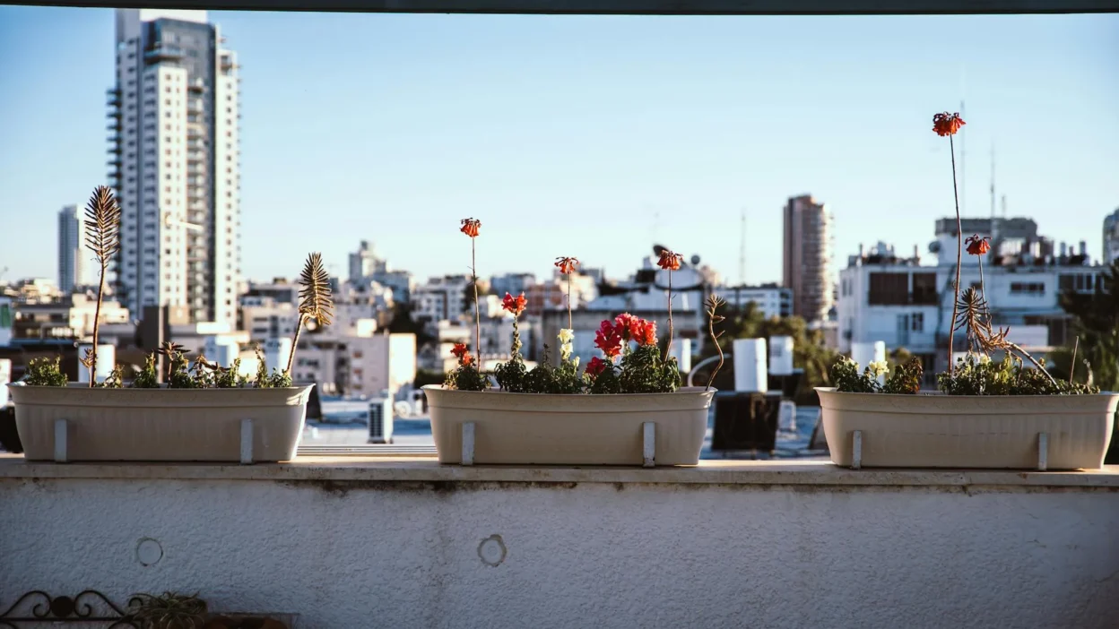 Beginner tending to a thriving small-space vegetable garden on a sunny balcony with containers.