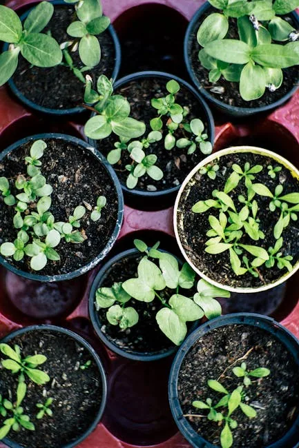 Small Balcony Container Garden With Thriving Herbs And Lettuce Plants.