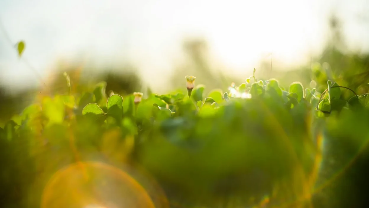Beginner gardener measuring sunlight hours on plants in a vegetable garden with sun graphic