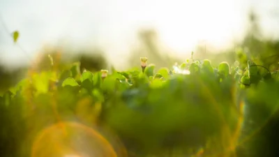 Beginner gardener measuring sunlight hours on plants in a vegetable garden with sun graphic