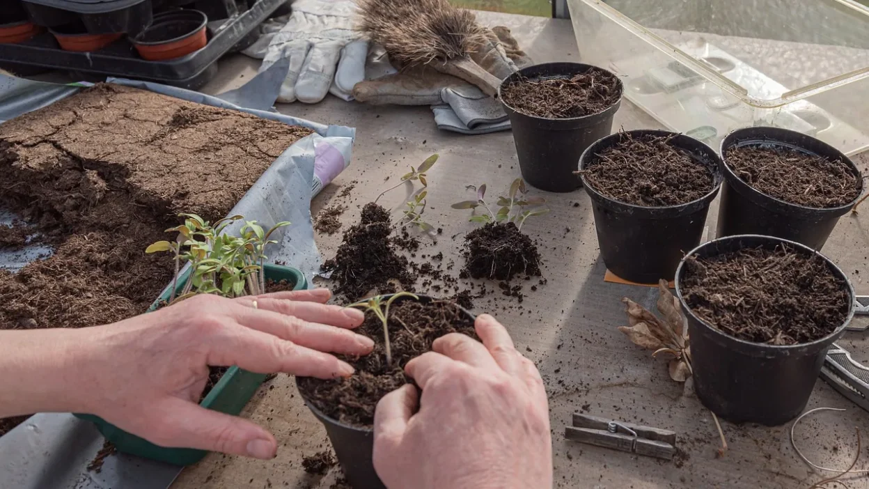 A gardener gently transplanting a young plant from a pot into soil to prevent transplant shock.