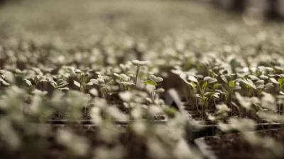 Beginner gardener choosing between planting vegetables, herbs, or flowers in a raised garden bed.