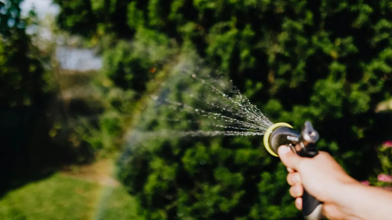 Beginner gardener watering young tomato plants in a sunny vegetable garden with a watering can.