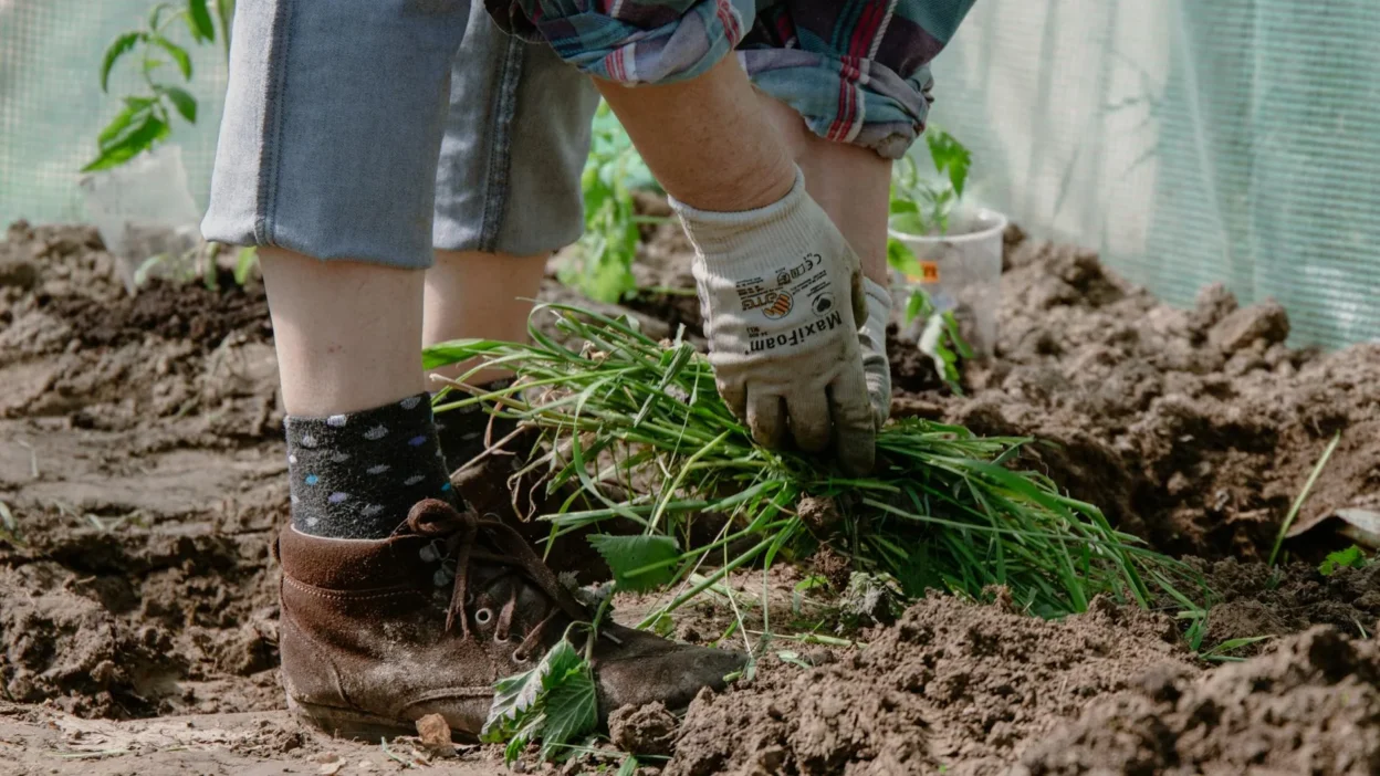 Close-up of gardener's hands pulling dandelion weed from soil, showing roots.