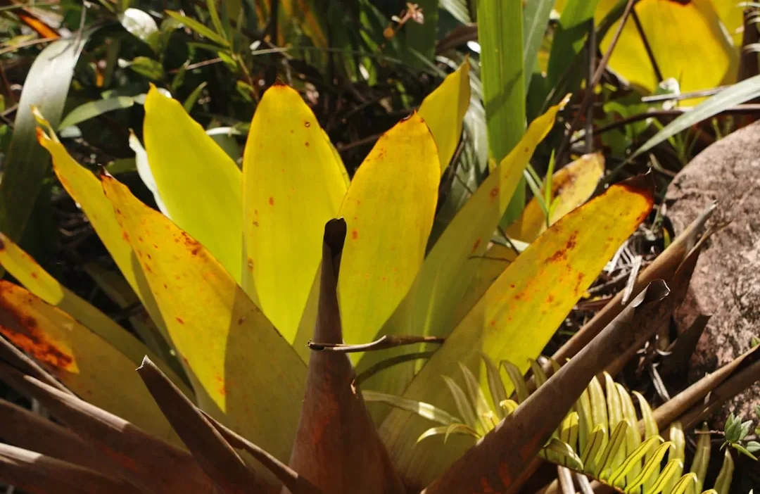 Yellow leaves on a green plant after fertilizer application, showing nutrient burn or overfeeding damage.