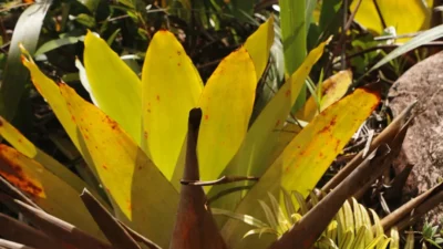 Yellow leaves on a green plant after fertilizer application, showing nutrient burn or overfeeding damage.